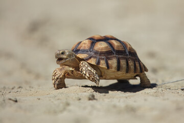 The African spurred tortoise (Centrochelys sulcata), also called the sulcata tortoise, is an endangered species of tortoise inhabiting the southern edge of the Sahara Desert
