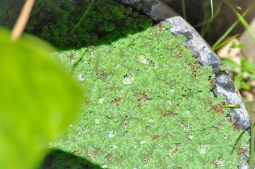 Azolla Microphylla, Azolla Nilotica or Azolla Anabaena or Water fern or Azolla filiculoides or...