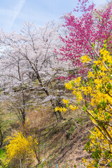 日本の風景・春　福島の桃源郷　花見山