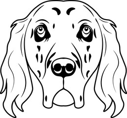 English Setter