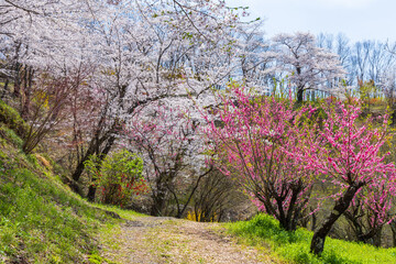 日本の風景・春 福島の桃源郷 花見山