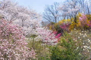 日本の風景・春　福島の桃源郷　花見山