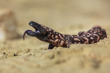 Gila monster (Heloderma suspectum is a species of venomous lizard native to the southwestern United States and northwestern Mexican state of Sonora. A heavy, typically slow-moving lizard.