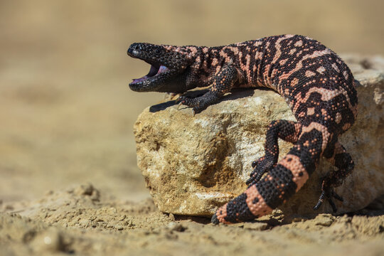 Gila monster (Heloderma suspectum is a species of venomous lizard native to the southwestern United States and northwestern Mexican state of Sonora. A heavy, typically slow-moving lizard.