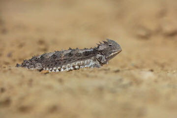Horned lizards (Phrynosoma), also known as horny toads or horntoads, are a genus of North American lizards and the type genus of the family Phrynosomatidae. 