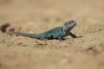 crotaphytus collaris (halsband leguan)