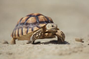 The African spurred tortoise (Centrochelys sulcata), also called the sulcata tortoise, is an endangered species of tortoise inhabiting the southern edge of the Sahara Desert