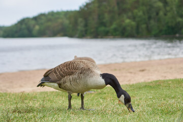 goose on the shore