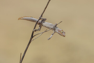 Northern spiny-tailed gecko
