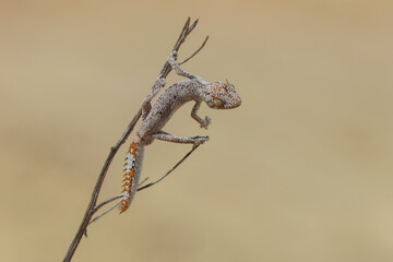 Northern spiny-tailed gecko
