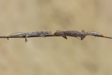Northern spiny-tailed gecko
