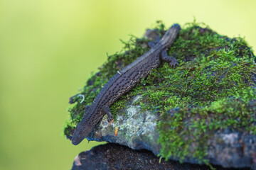 Earless monitor lizard (Lanthanotus borneensis) is a semiaquatic, brown lizard native to the Southeast Asian island of Borneo.