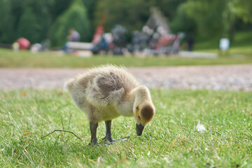 baby goose in the grass
