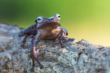 Borneo eared tree frog, polypedates otilophus on the branch