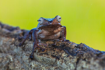 Borneo eared tree frog, polypedates otilophus on the branch