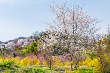 日本の風景・春　福島の桃源郷　花見山