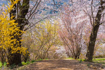 日本の風景・春　福島の桃源郷　花見山