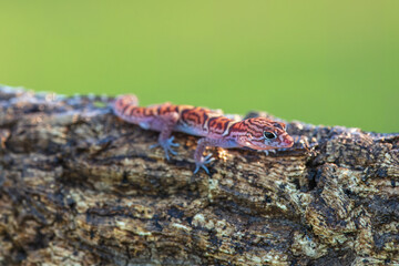 Yucatán banded gecko (Coleonyx elegans) is a species of geckos found in Mexico, Guatemala, and Belize