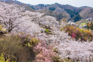 日本の風景・春　福島の桃源郷　花見山