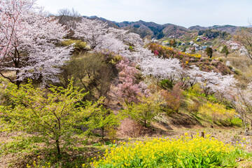 日本の風景・春　福島の桃源郷　花見山