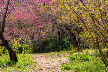 日本の風景・春　福島の桃源郷　花見山