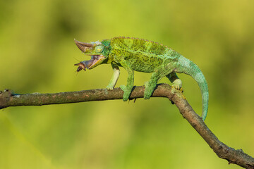 Jackson's chameleon, Jackson's horned chameleon, or Kikuyu three-horned chameleon catching a bug(Trioceros jacksonii ) is a species of chameleon (family Chamaeleonidae) native to East Africa