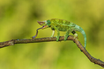 Jackson's chameleon, Jackson's horned chameleon, or Kikuyu three-horned chameleon catching a bug(Trioceros jacksonii ) is a species of chameleon (family Chamaeleonidae) native to East Africa