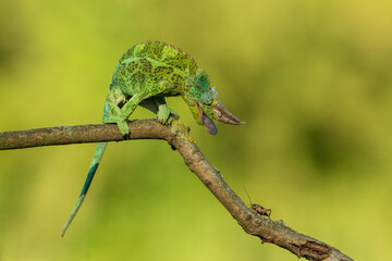Jackson's chameleon, Jackson's horned chameleon, or Kikuyu three-horned chameleon catching a bug(Trioceros jacksonii ) is a species of chameleon (family Chamaeleonidae) native to East Africa