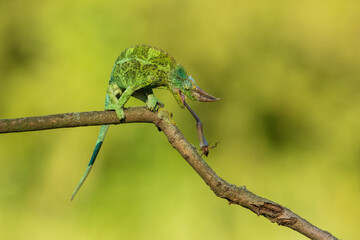 Jackson's chameleon, Jackson's horned chameleon, or Kikuyu three-horned chameleon catching a bug(Trioceros jacksonii ) is a species of chameleon (family Chamaeleonidae) native to East Africa