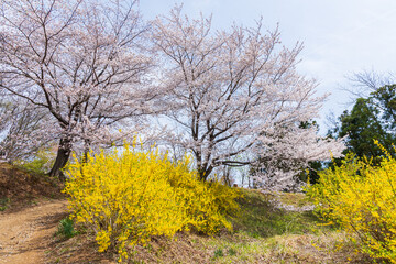 Fototapeta premium 日本の風景・春 福島の桃源郷 花見山