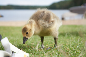 goose on the grass