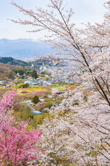 日本の風景・春　福島の桃源郷　花見山