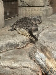 alligator in the water
