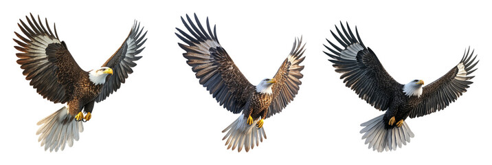 Fototapeta premium Bald eagle in flight with wings spread isolated on transparent background
