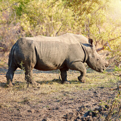 Fototapeta premium Rhino, conservation and protected in nature for survival, poaching prevention or safe environment. Endangered species, ecosystem or animal in safari for risk awareness in wildlife reserve in Africa