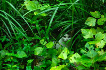 草むらに潜む仔猫