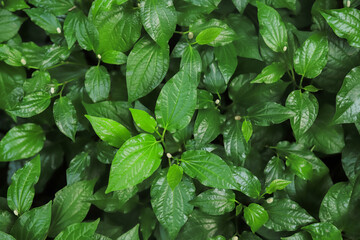 top view of wild betel in herbal garden for healthy eating herb