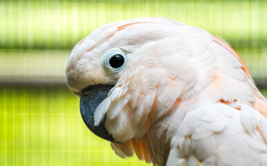 Close-up of a Salmon-Crested Cockatoo in Dehiwal Zoo.