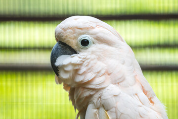 Salmon-Crested Cockatoo bird face close-up in Dehiwal Zoo.