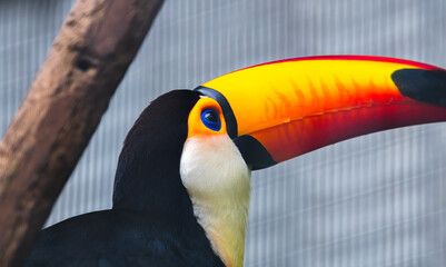Toco Toucan bird's vibrant colorful beak close up at Dehiwala Zoo,  orange and yellow bill with a unique pattern of red markings and glossy blue eyes.