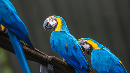Blue and yellow macaw birds perch.