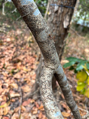 Tree Trunk Texture | Brunch tree