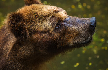 Brown Bear face close up, fur wet and matted, with a sad expression at Dehiwala Zoo, Sri Lanka