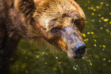 Brown Bear face close up, fur wet and matted at Dehiwala Zoo, Sri Lanka