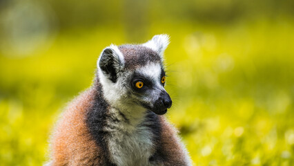Fototapeta premium Ring-tailed Lemur close-up portrait. striking yellow eyes, dark facial features, and soft fur, against a blurred, lush green background