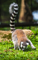 Ring-tailed lemur as it forages on the ground in a lush green grass environment at Dehiwala Zoo, Sri Lanka.
