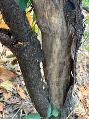Tree Trunk Texture | Brunch tree