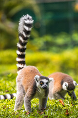Two Ring-tailed lemurs forage on the ground in a lush green grassy environment at Dehiwala Zoo, Sri Lanka.