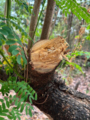 Tree Trunk Texture | Brunch tree