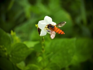 Hover fly (also known as flower fly or syrphid fly) on white flowers
